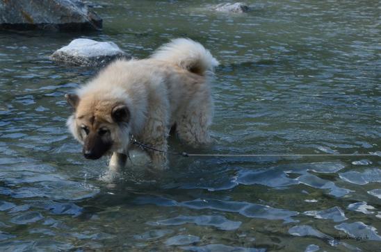 Wasser - das liebt Simba über alles....