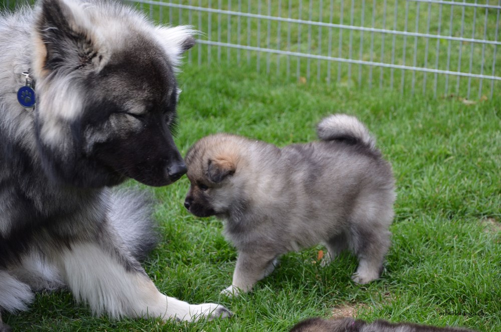auch ein Eurasier - Enja ist schon 8 Monate alt 