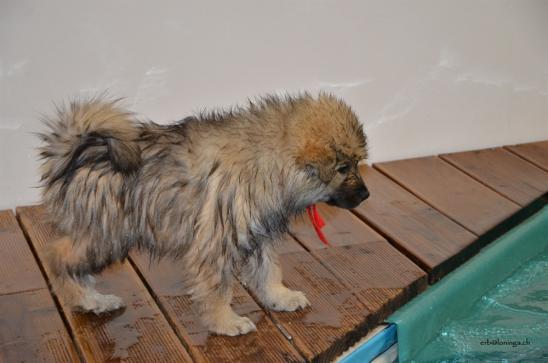 Charly findet es super, springt immer wieder ins Becken und die Physio's fangen die Welpen ab und lassen sie ans Ufer zurückschwimmen mit ihrer Hilfe