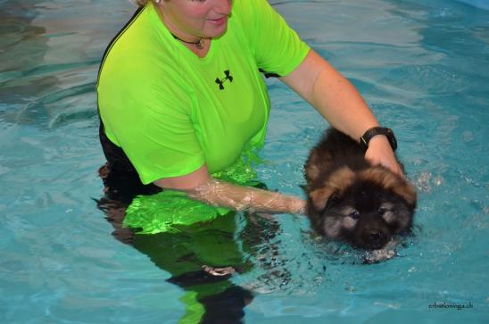 Welpenschwimmen angesagt