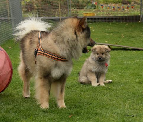 Charly mit Papa - wie wird er werden??? So wie Papa?