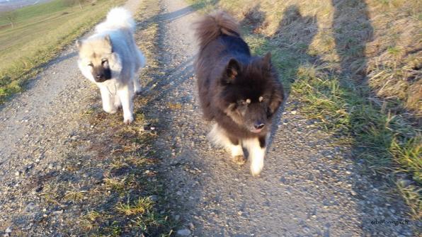 Oldies unterwegs... Yeno und Simba