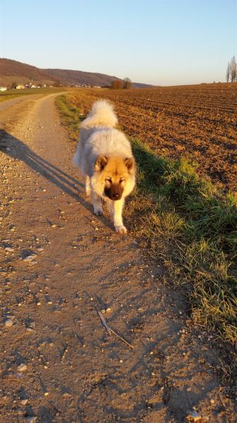 Simba vom Travental wird am 19. September 14 Jahre alt