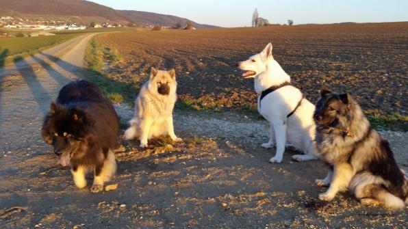 hier Ferienhund Naira, Anila, Simba und Eurasier Yeno in der Abendsonne