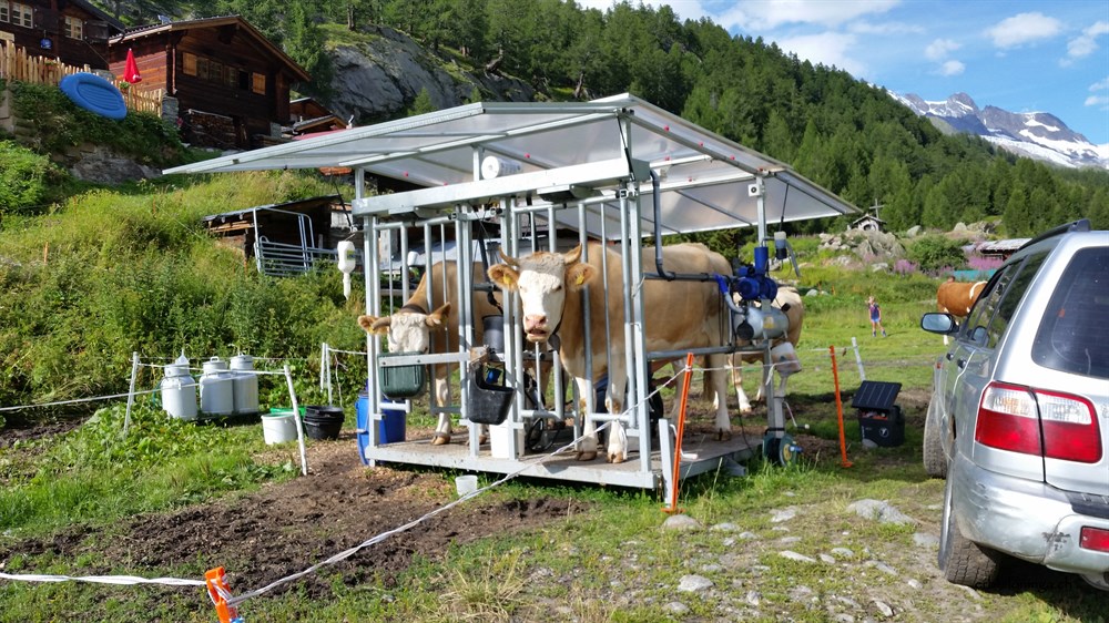 mit dem Melkstand - und es herrscht keine Panik