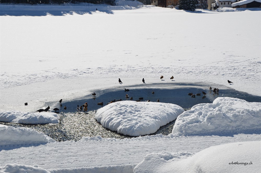 Enten im Arosersee