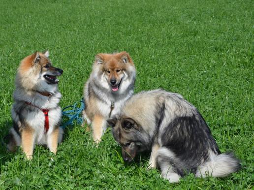 Chuckie , Cayo und Mama Anila