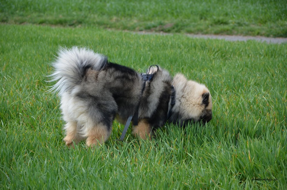 Chuck der dunklere Eurasier