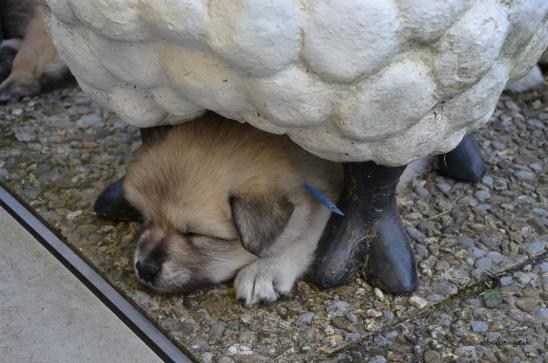 bester Platz - unter dem Schaf...