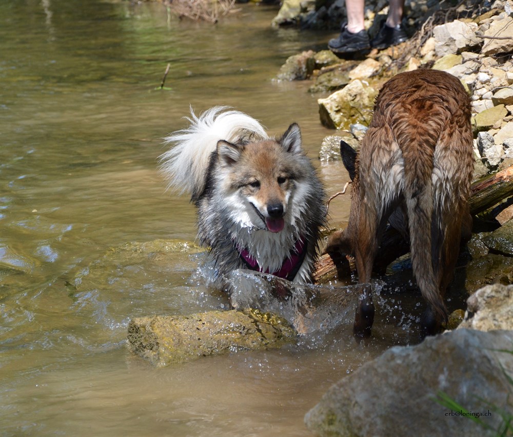 auch Chuckie liebt das Wasser