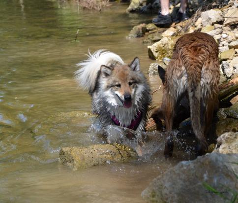 auch Chuckie liebt das Wasser