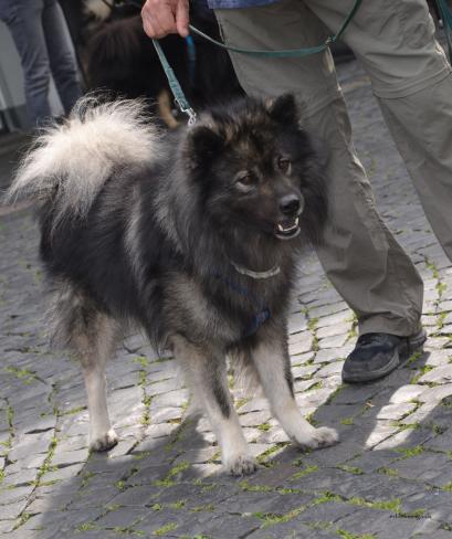 Akkimo ist auch dabei