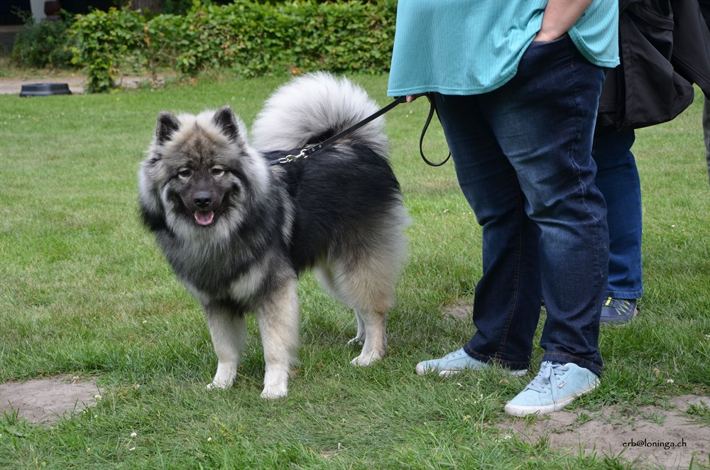 Akkimos Sohn Buddy
