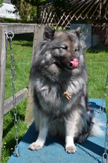 gar nicht so einfach...wackelt fest - dementsprechend die "Hundezeichen (züngeln)"