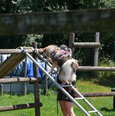 Leiter hoch mit Hilfe schafft das Chuckie