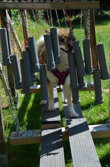 Verschieden hoch die 2 Seiten - komisch für den Hund!