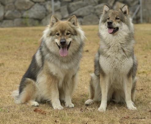 Charly (links) Chuckie (rechts)