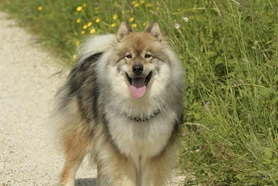 Ankunft der verschiedenen Eurasier... zur EFS Eurasierwanderung 21.05.2023