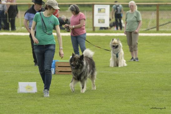 Ralley Obedience selber laufen...