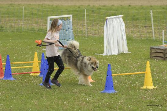 Keine zu klein, mit dem Eurasier zu arbeiten...