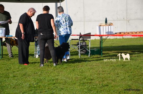 Welpenklasss Rüden: Bragi vom Jacarandaboom  vv1