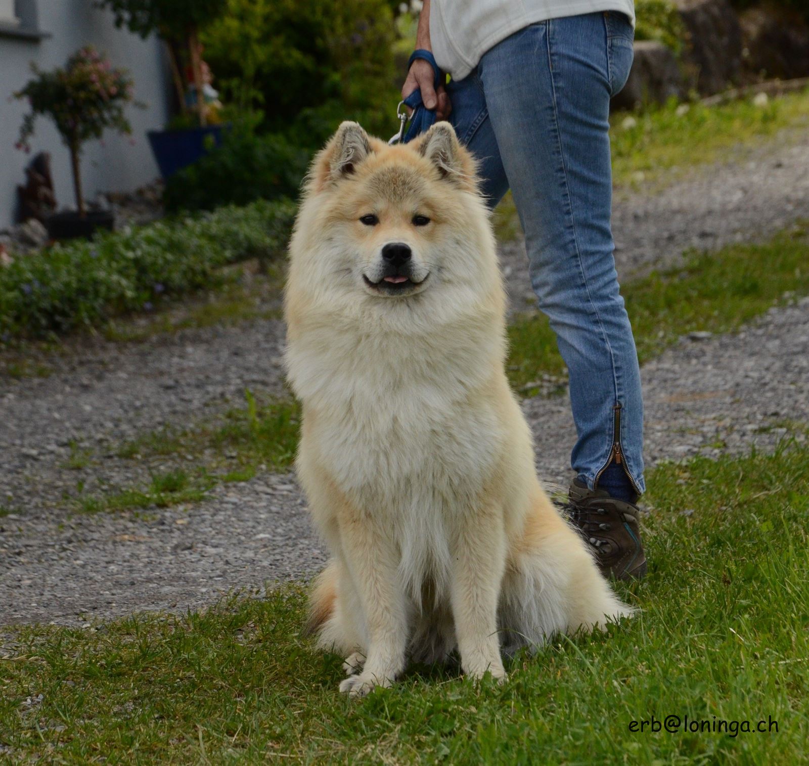 Elu von Loninga
