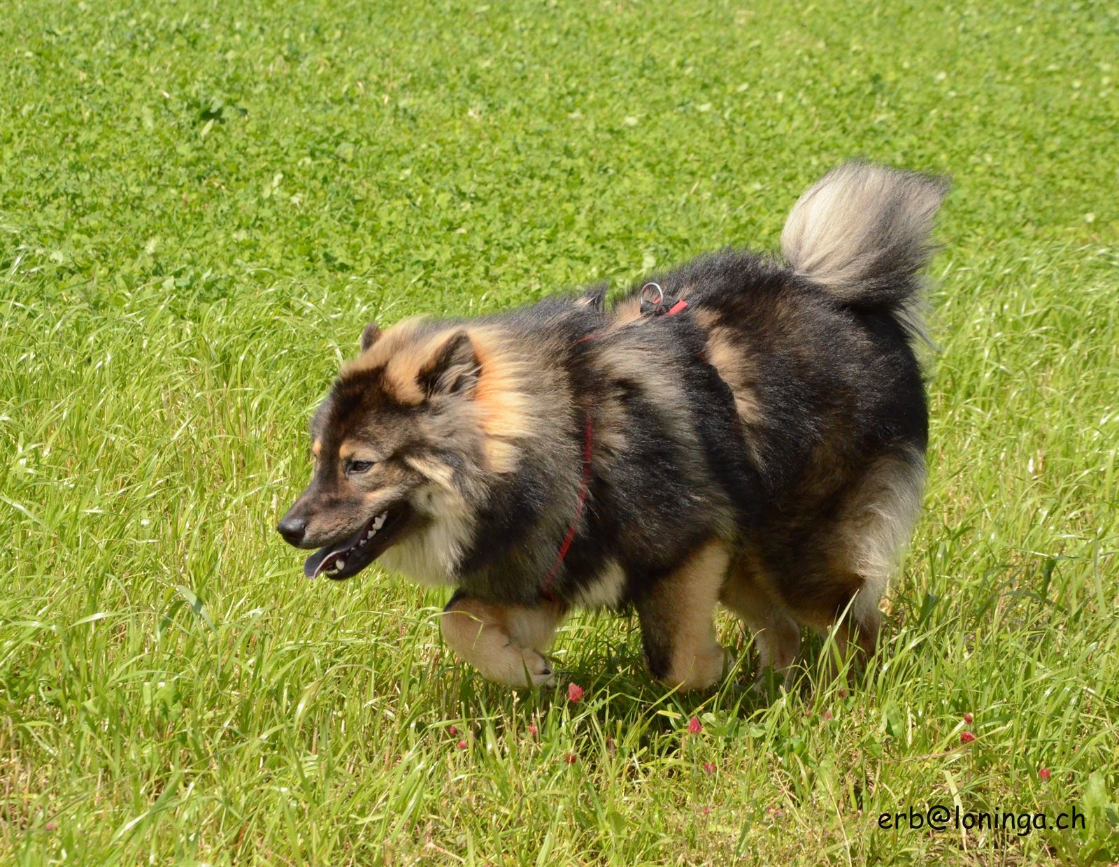 Enzo - Aramis von Loninga