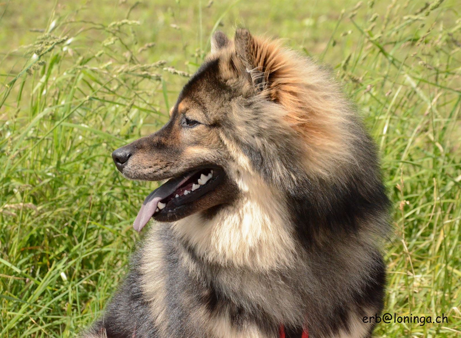 Enzo - Aramis von Loninga
