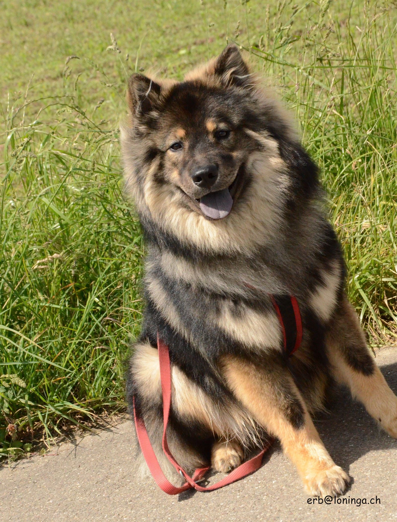 Enzo - Aramis von Loninga