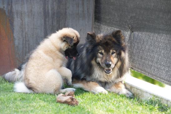 was ist denn das für ein Eurasier ???