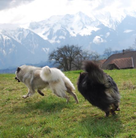  ausgiebiges Spiel mit Simba auf dem Spaziergang