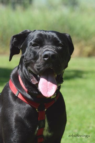eine wunderschöne Cane Corso Hündin