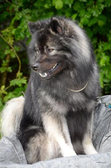 Akkimo von Loninga wird am 24. Juni 2 Jahre alt