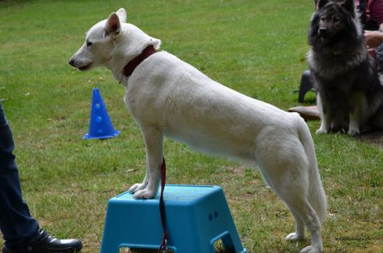 Auch ander Hunde können es
