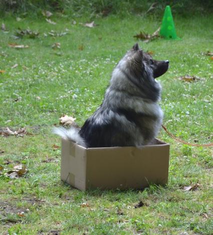 Anila liebt es zu clickern....da gibt es doch immer Futter