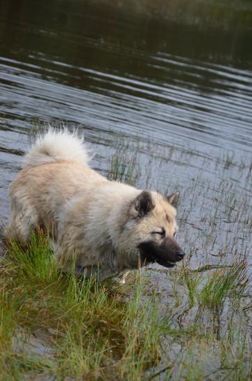 Simba liebt das Wasser
