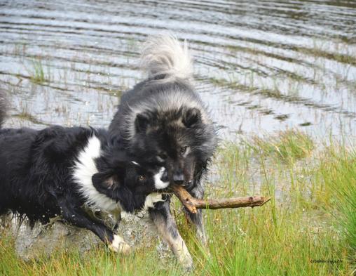 Akkimo und Josi kämpfen um das Stöckchen