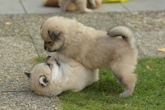 Buddy und Banjie (unten) die zwei Unzertrennlichen