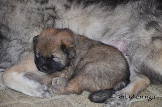 in Mama's Arm