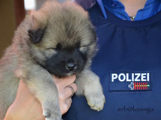 werd ich mal ein Polizeihund???