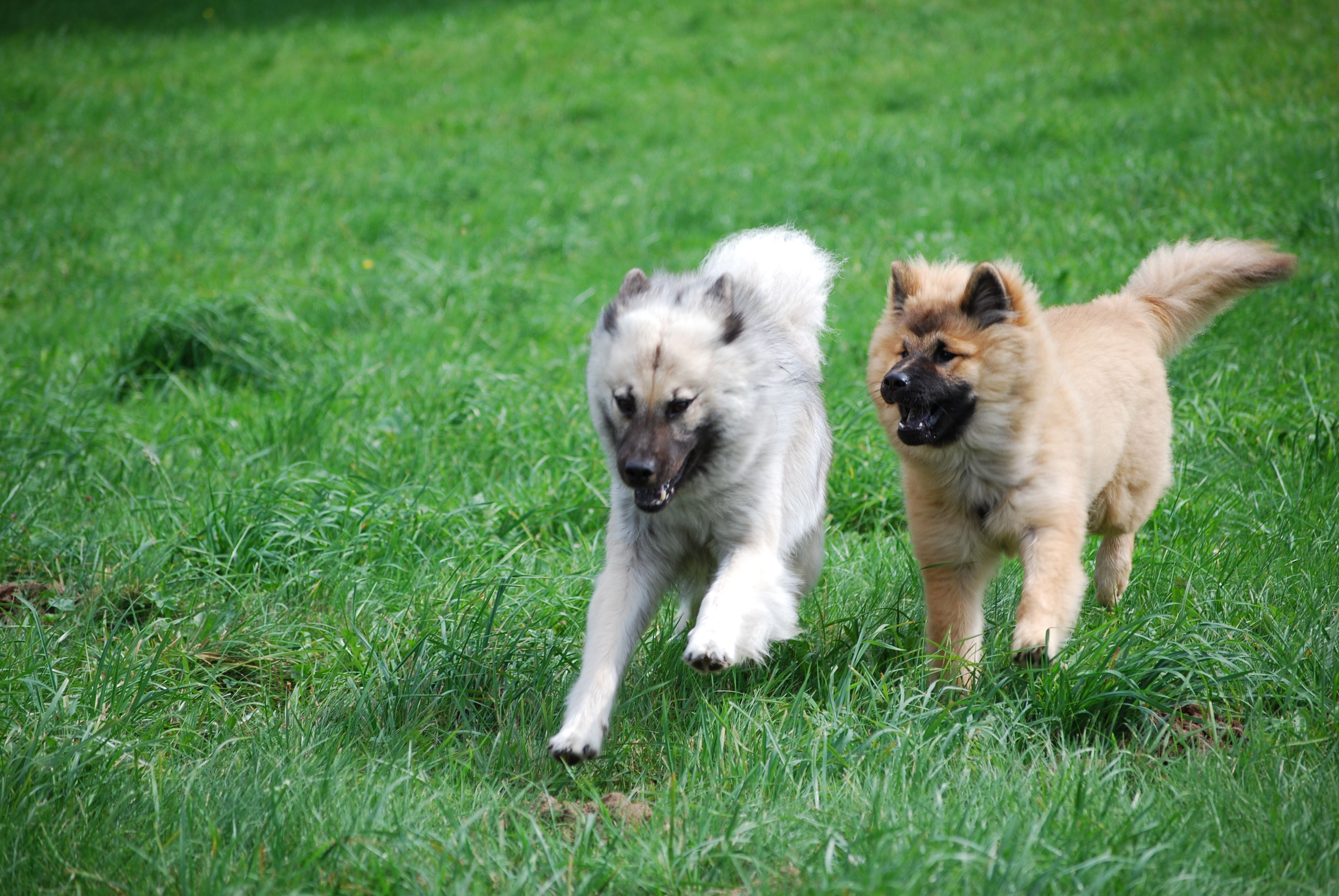 oder Rennen mit Leya oder anderen Hunden