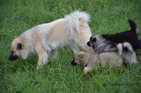 Simba mit auf dem Spaziergang