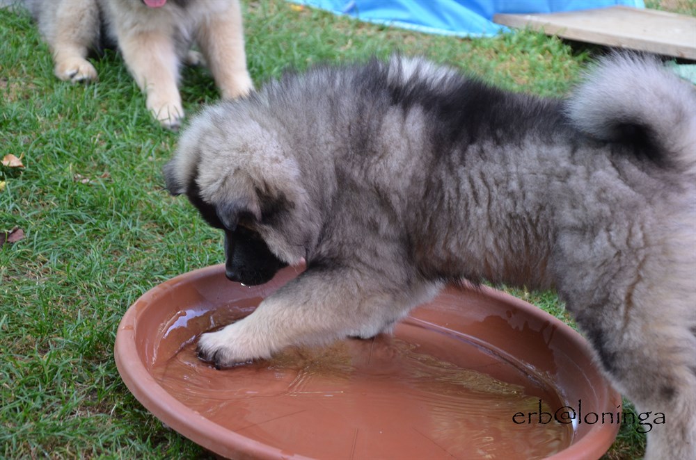 Akkimo sucht im Wasser Gudies
