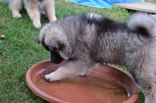 Akkimo sucht im Wasser Gudies