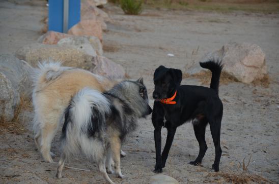erste Bekanntschaften mit anderen Hunden