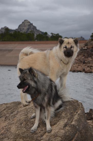 auch die Hunde finden es toll