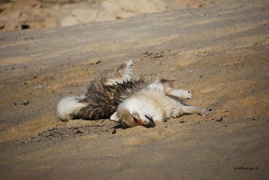 Chuckie geniesst den Sand.....