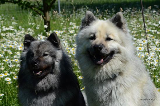 Anila und Gando