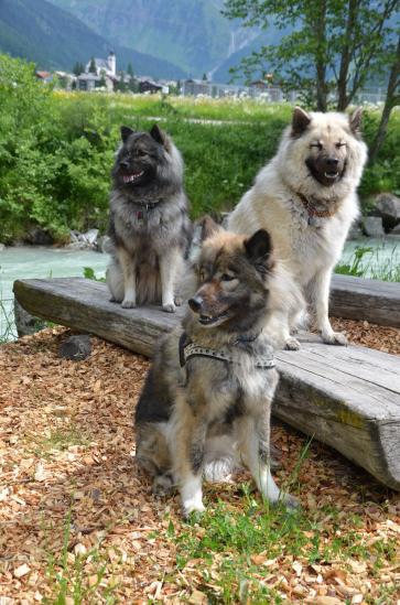 vorne Xanja von Loninga - rechts Simba vom Traventhal und hinten Artaio's Anila