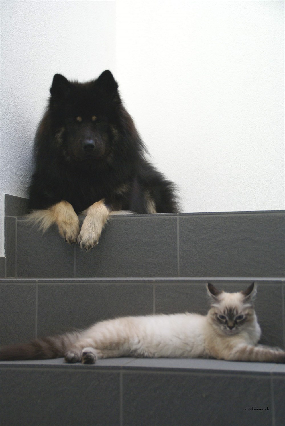 Mit unsere Katze